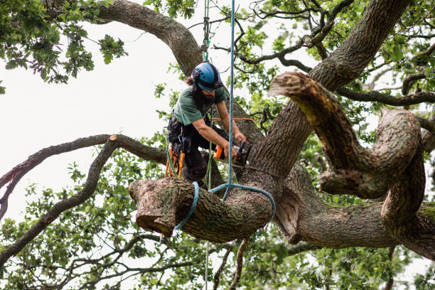 How Our Tree Care Process Works  in  Rafter J Ranch, WY