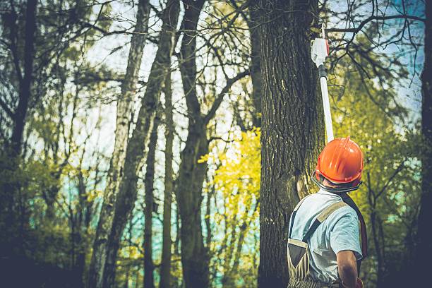 Rafter J Ranch, WY Tree Care Company
